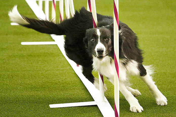 Kirk, a female Border Collie, watching herself win the 2017 Purina Pro Challenge