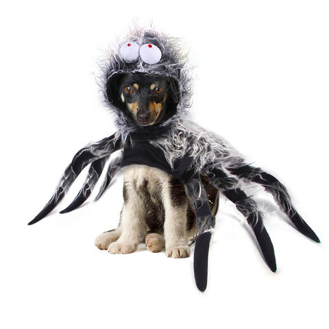 Spider Dog Costume For Halloween